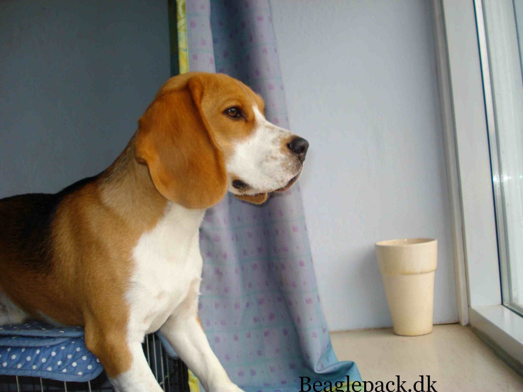 Darwin 1 år
