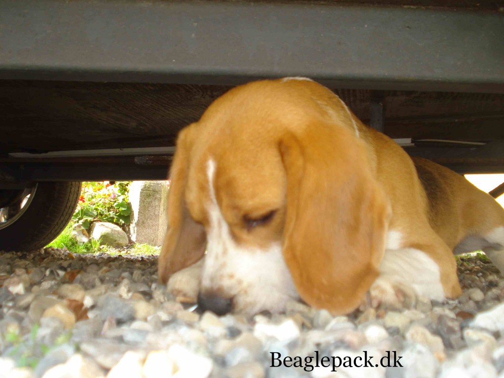Darwin - mon der har været en lækker beagle her?