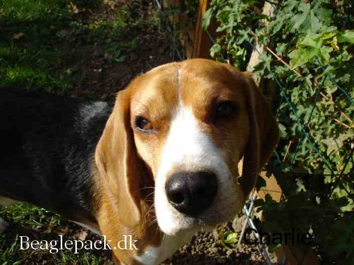 Charlie - 24. juni 2007 - første dag i det nye hjem