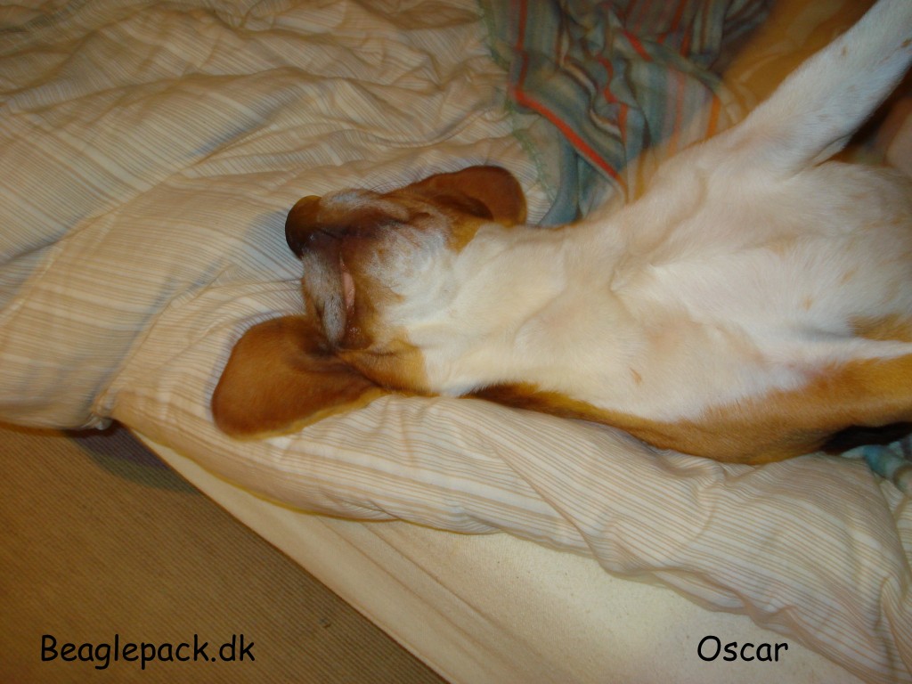 En sovende Oscar