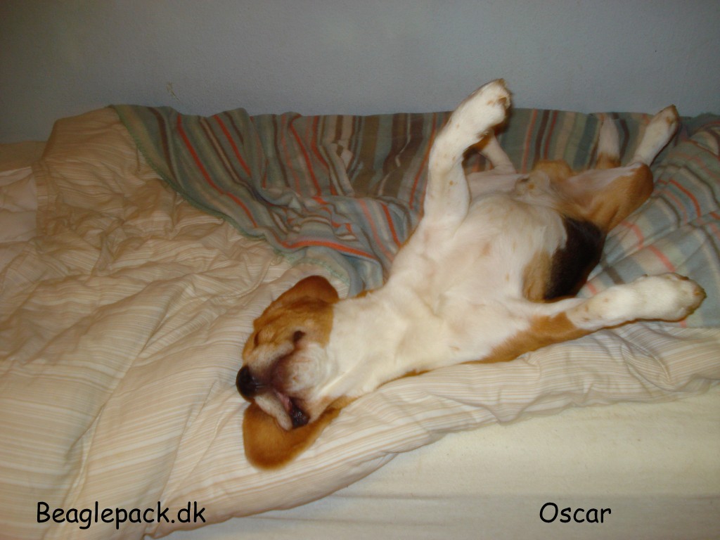 Sådan sover en rigtig beagle
