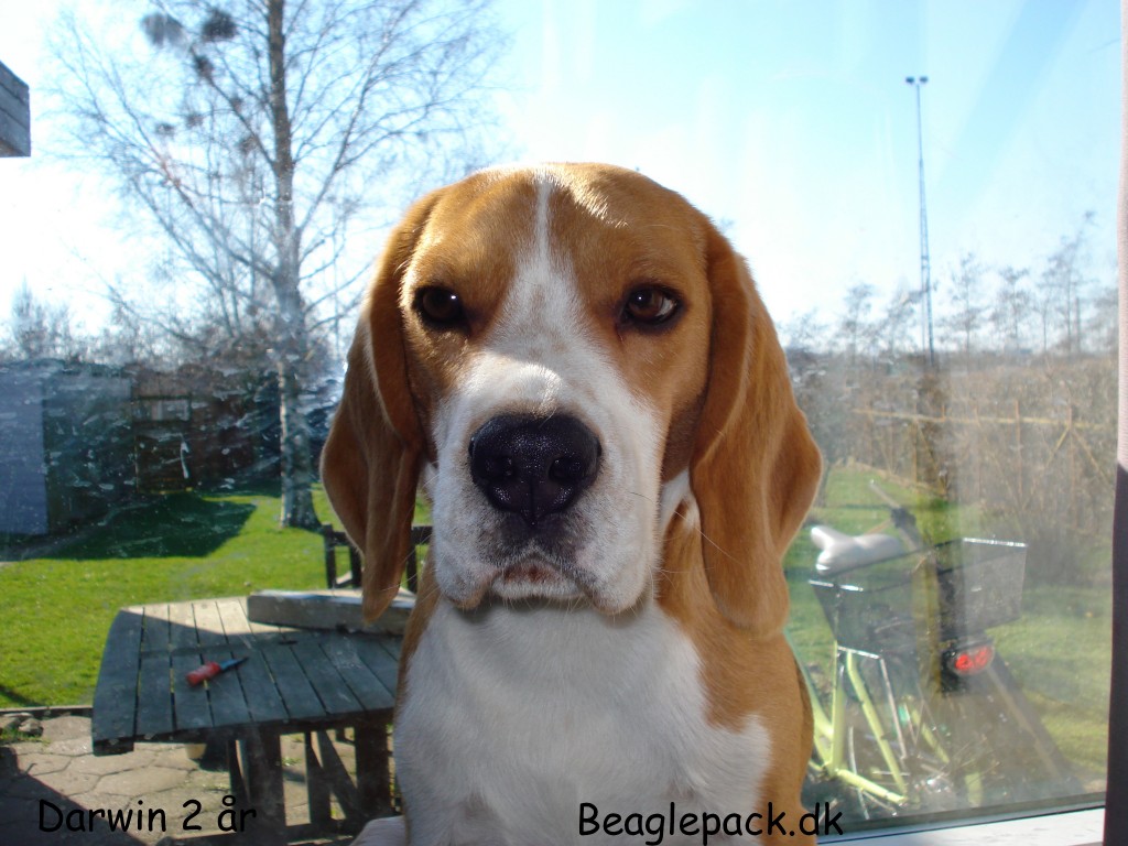 Darwin 2 år
