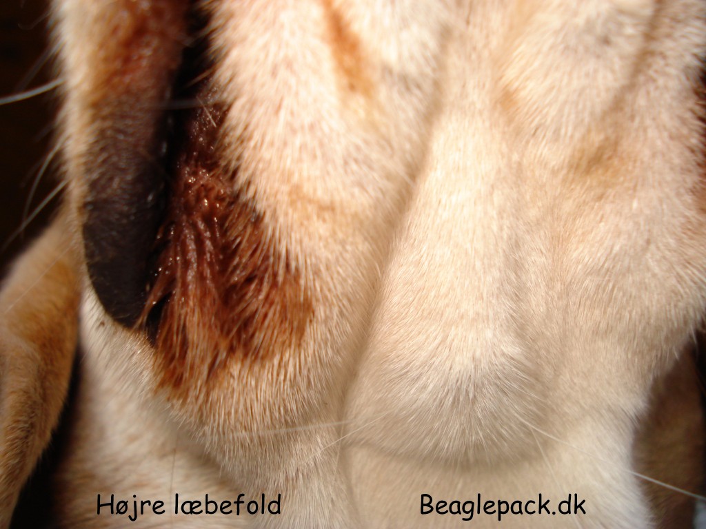 1. april - højre læbefold Charlie