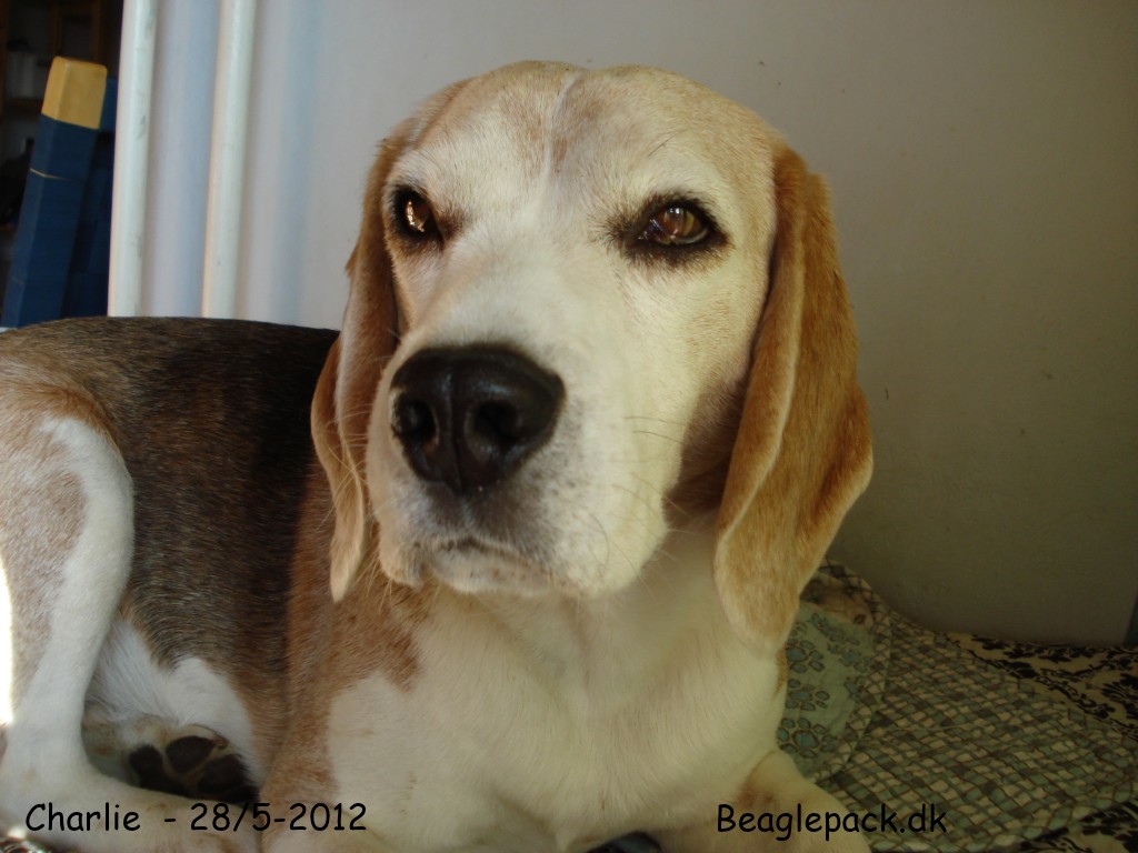 Charlie 28/5-2012 - nu med smallere snudeparti
