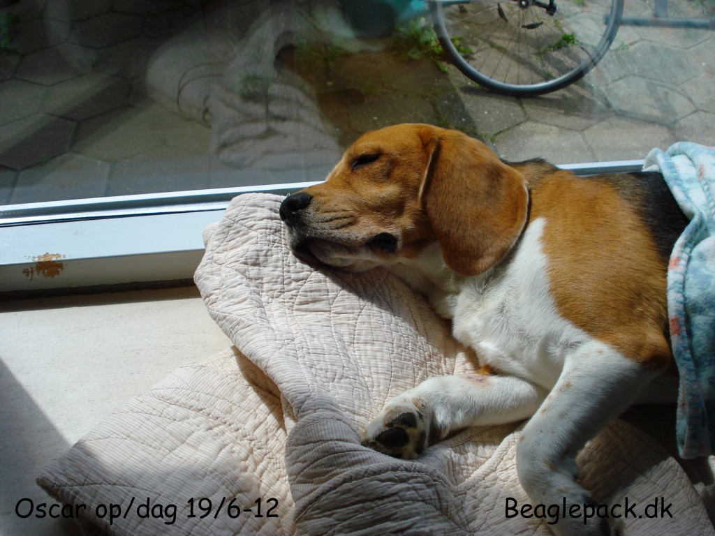 Oscar sover den ud 19/6-12