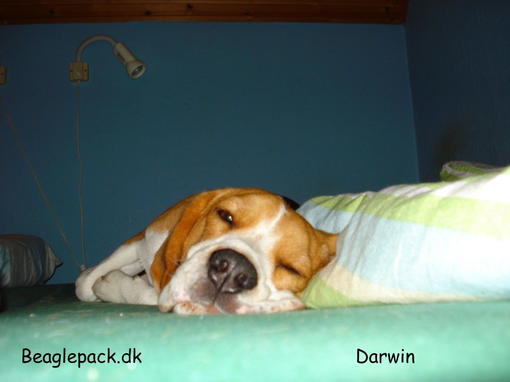 Godnat Darwin
