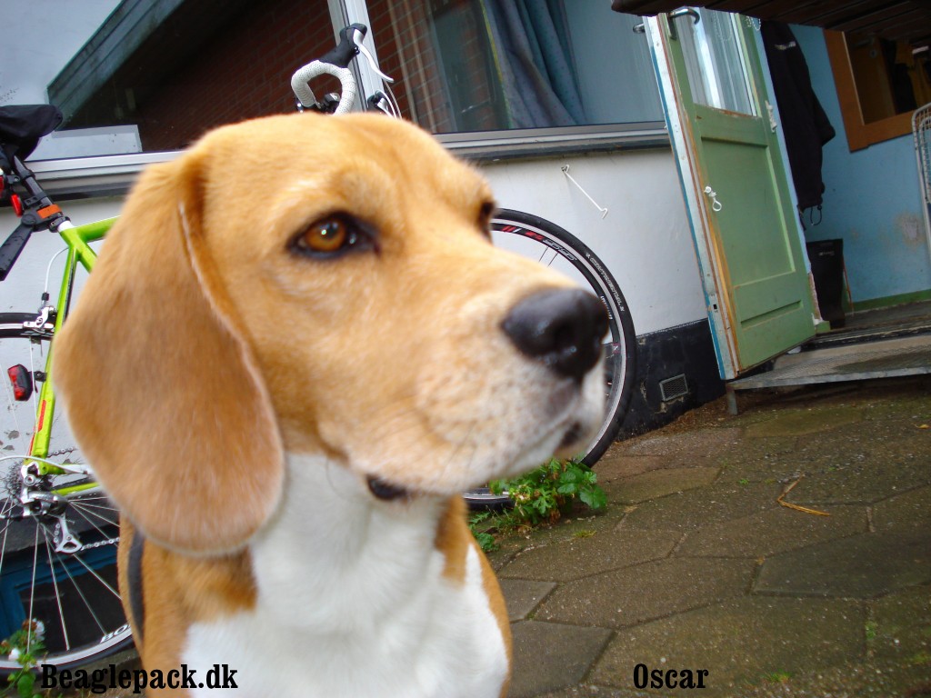 Oscar 5 år