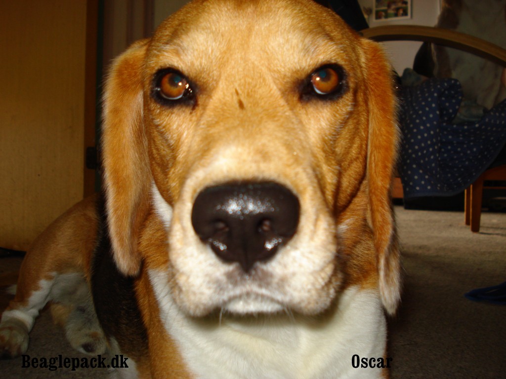 Oscar 5 år