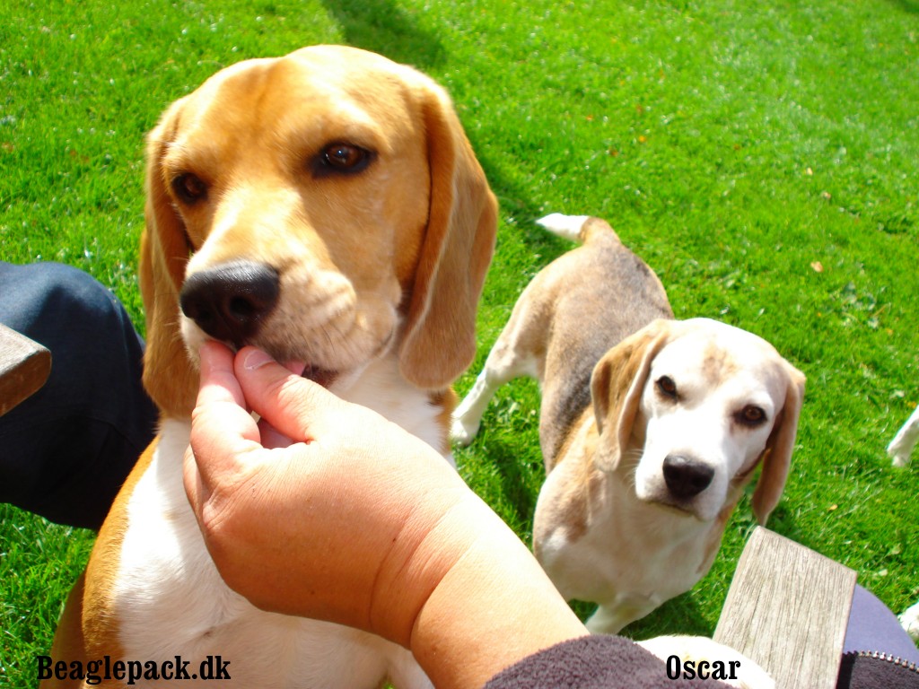 Oscar 5 år