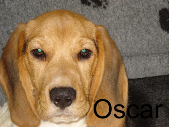 Oscar 6 måneder