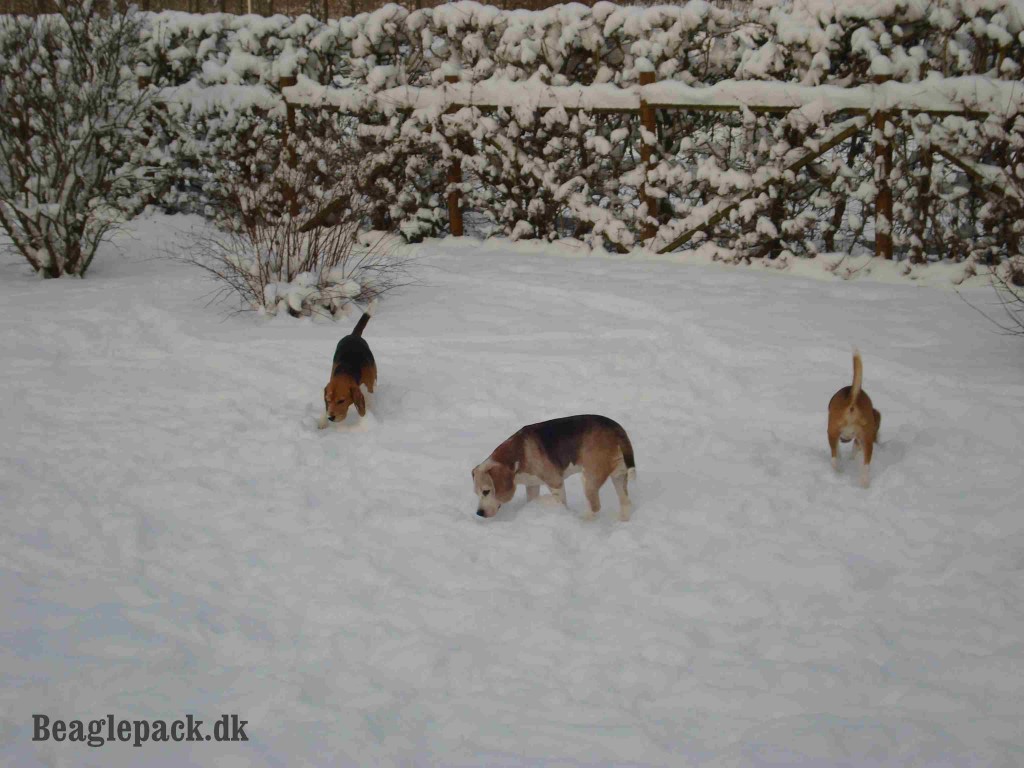 Beaglepack jan. 2013