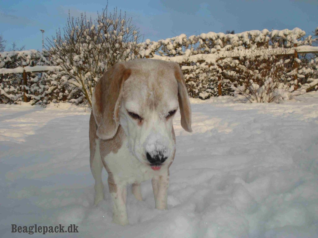 Charlie jan. 2013