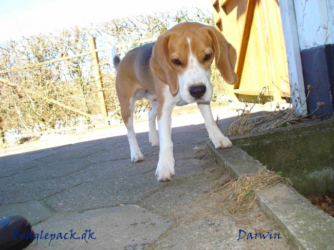 Darwin 3 år - 2 april 2013