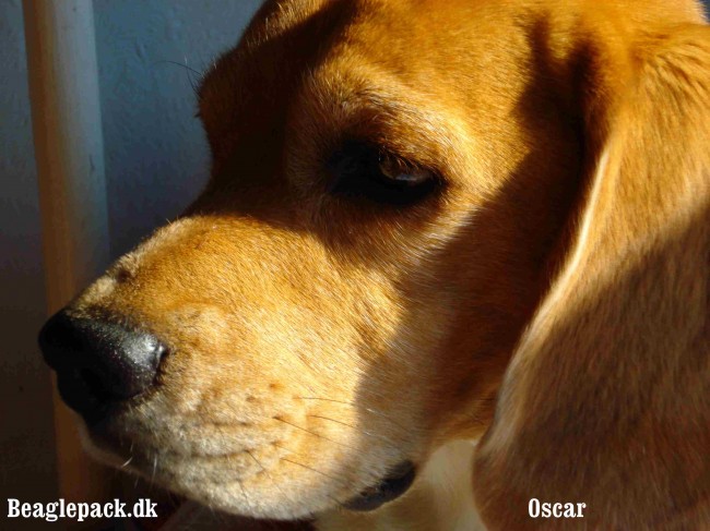 Oscar