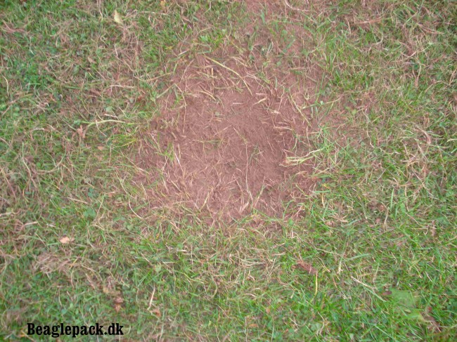 Darwins nydelige grave arbejde