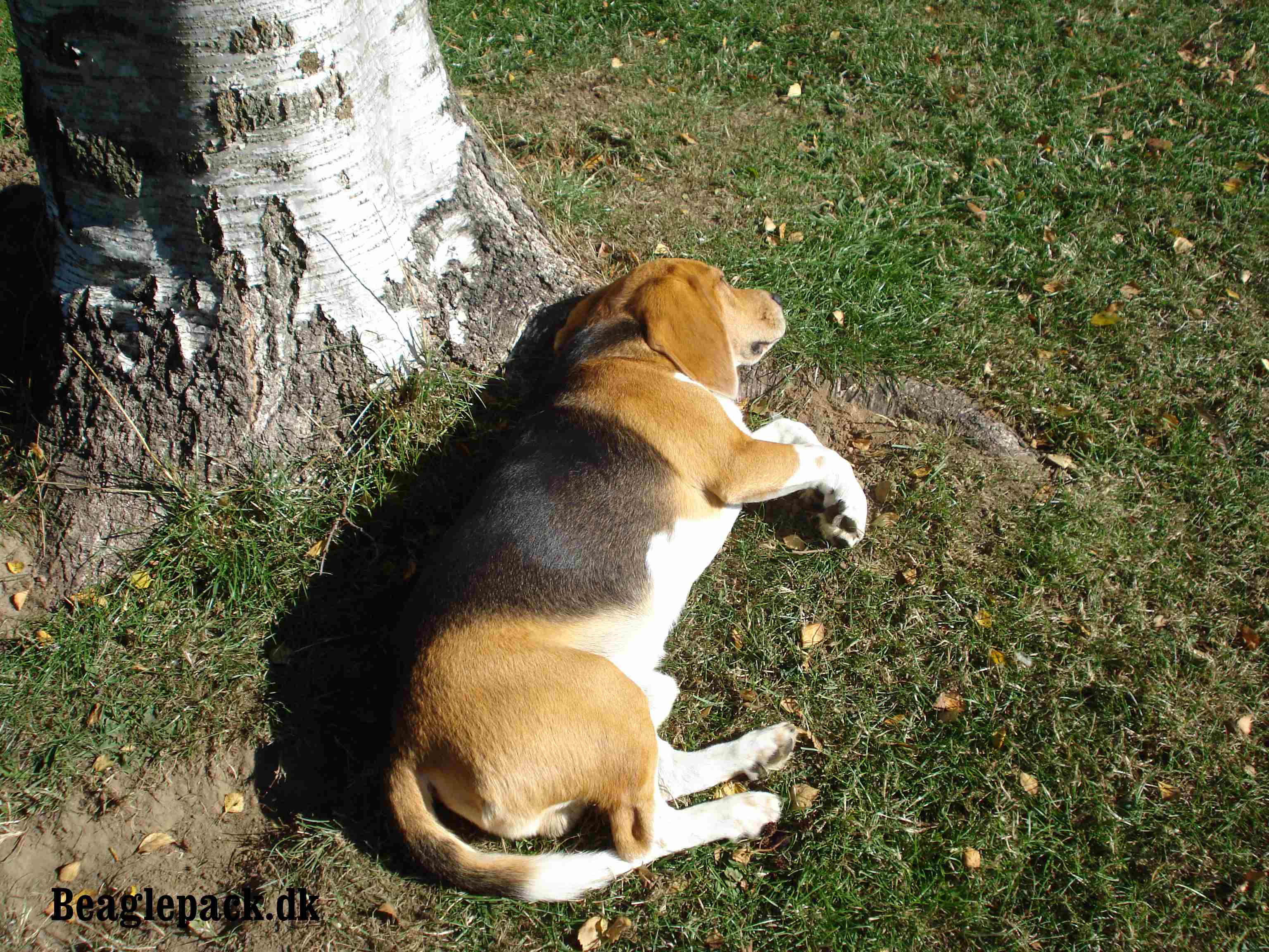 Jeg elsker at ligge under birketræet når det er godt vejr - 2013