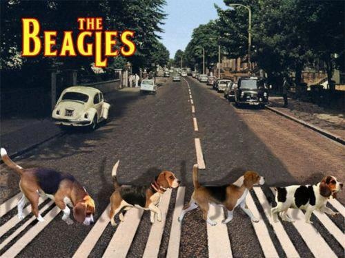 The Beagles - ha ha