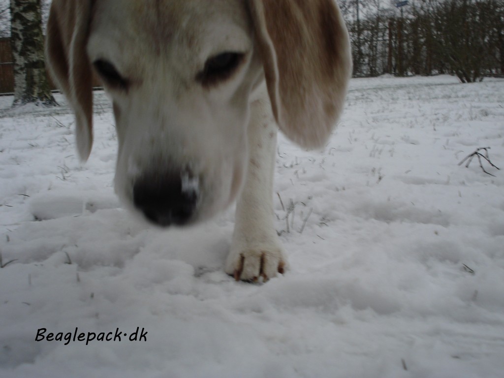 Charlie 27/1-14