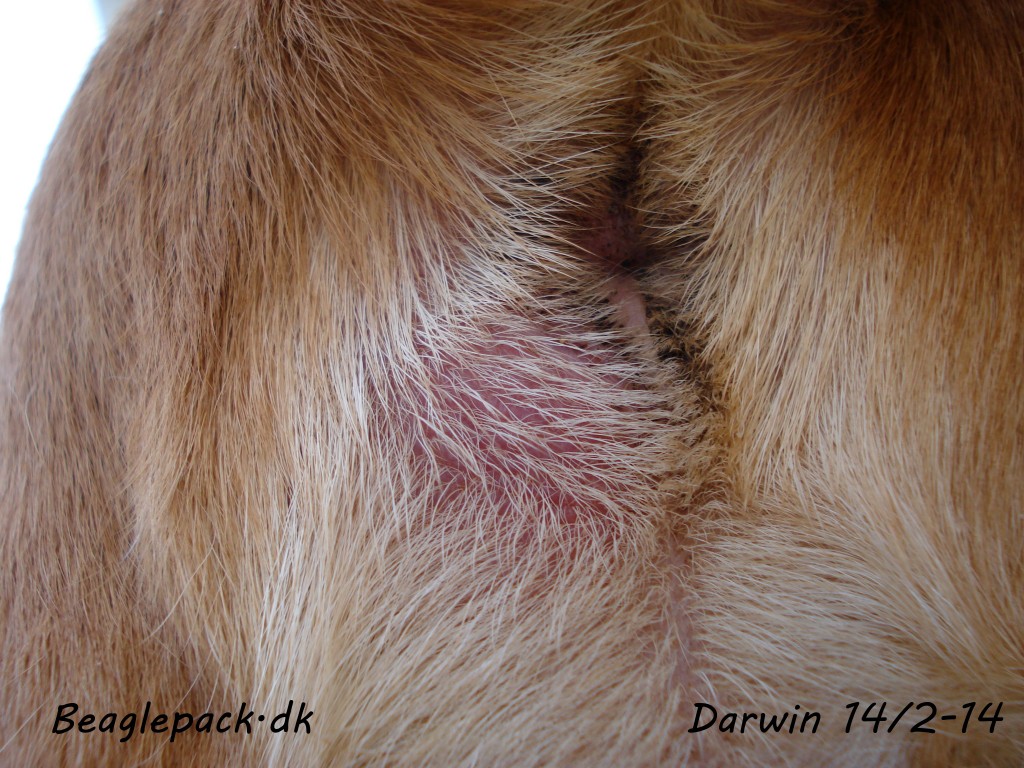 Darwin 14/2-14