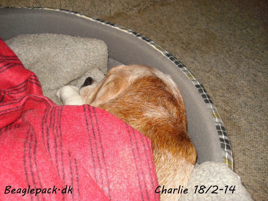 En stor sovende Charlie