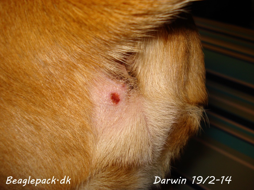 Darwin 5 dage efter indgrebet