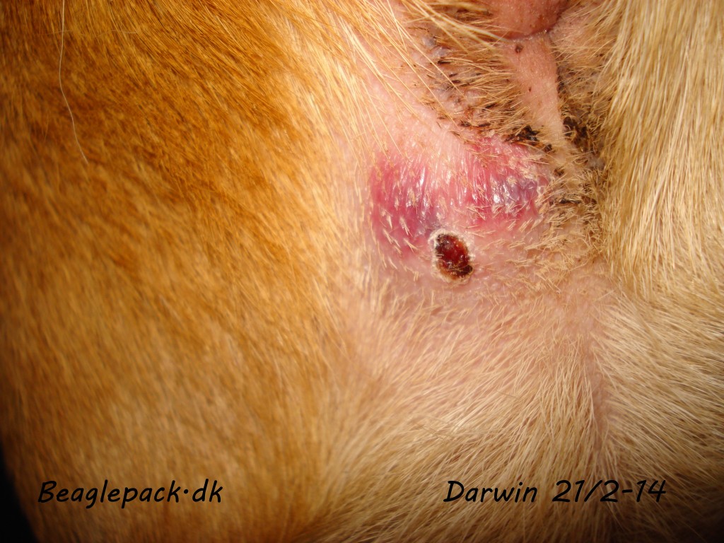 Darwin 21/2-14