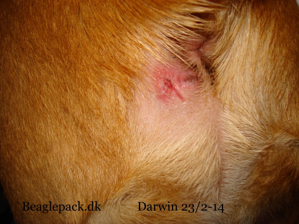 Darwins rumpe - nu i "eksploderet" tilstand