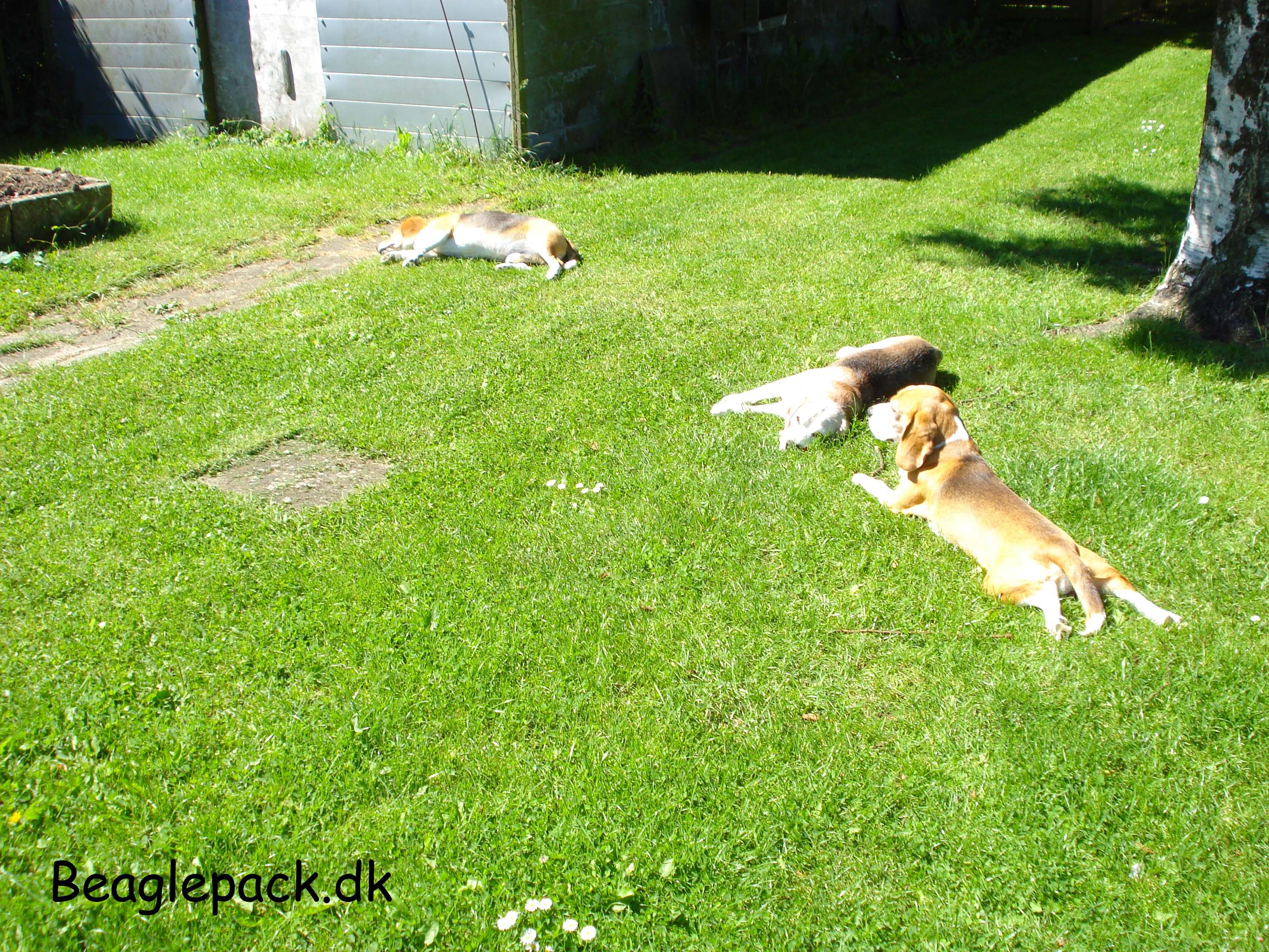 Oscar, Charlie og Darwin