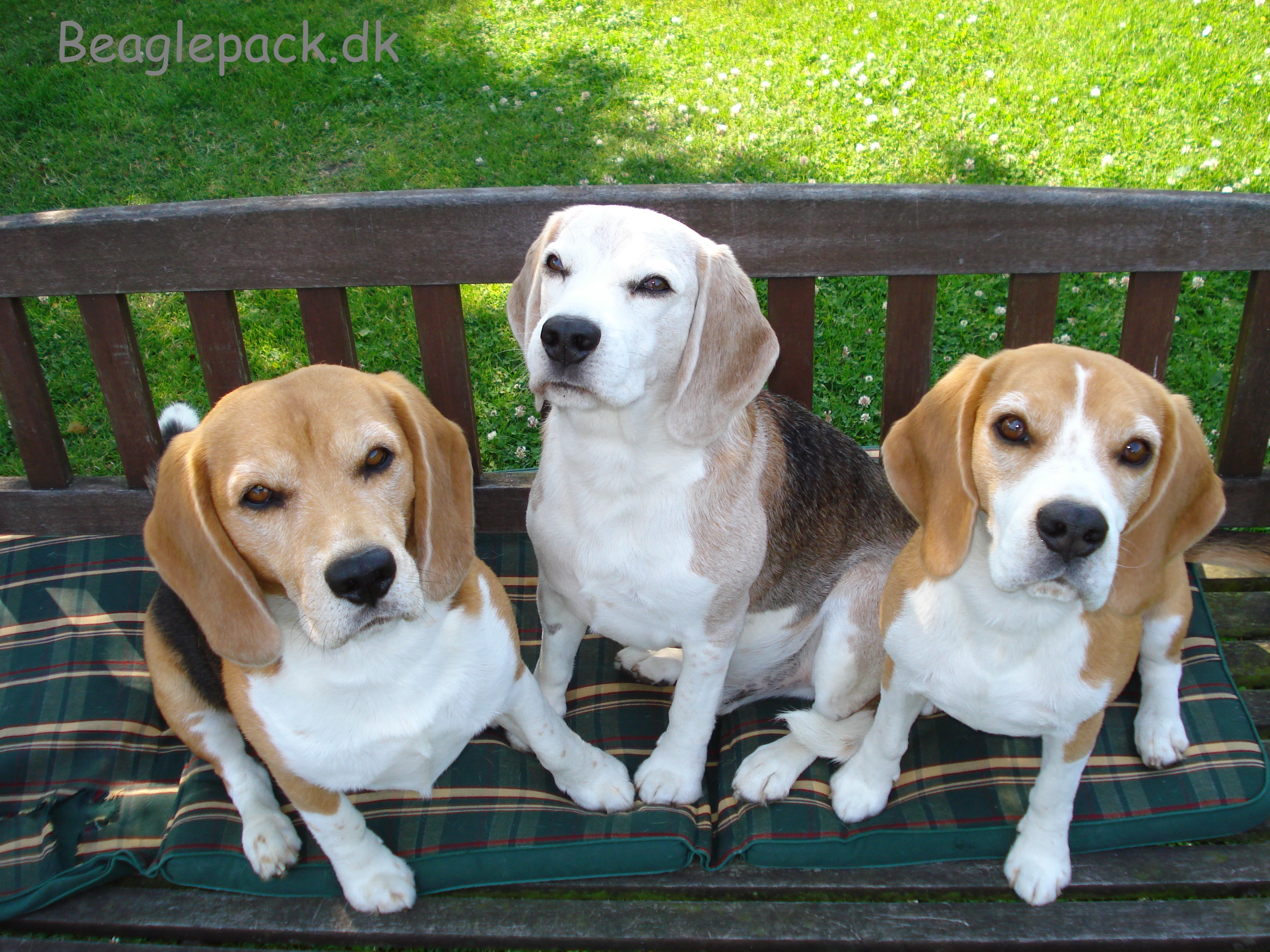 Oscar - Charlie - Darwin