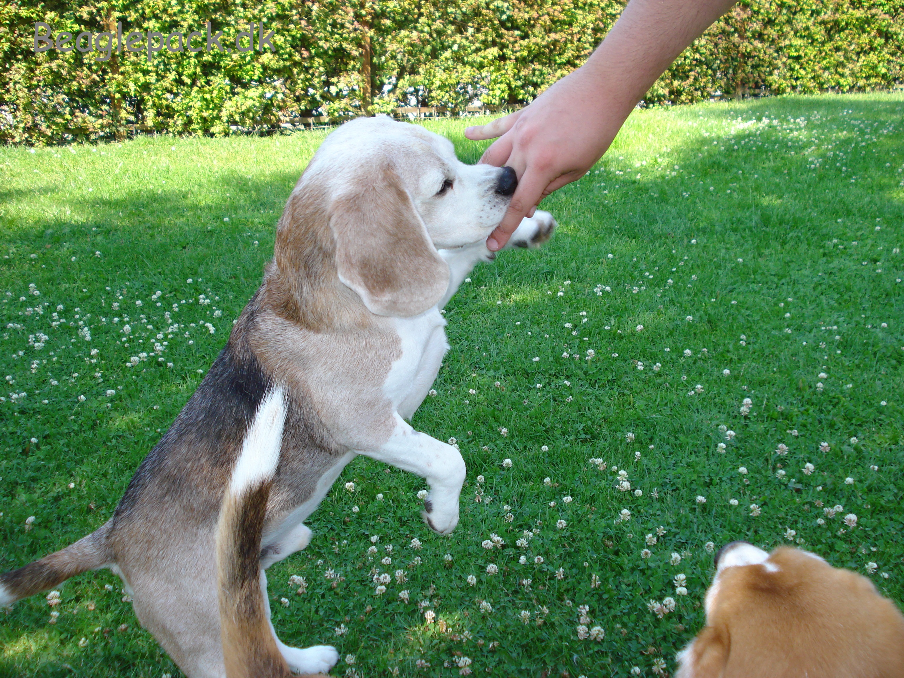 Give me five - Charlie