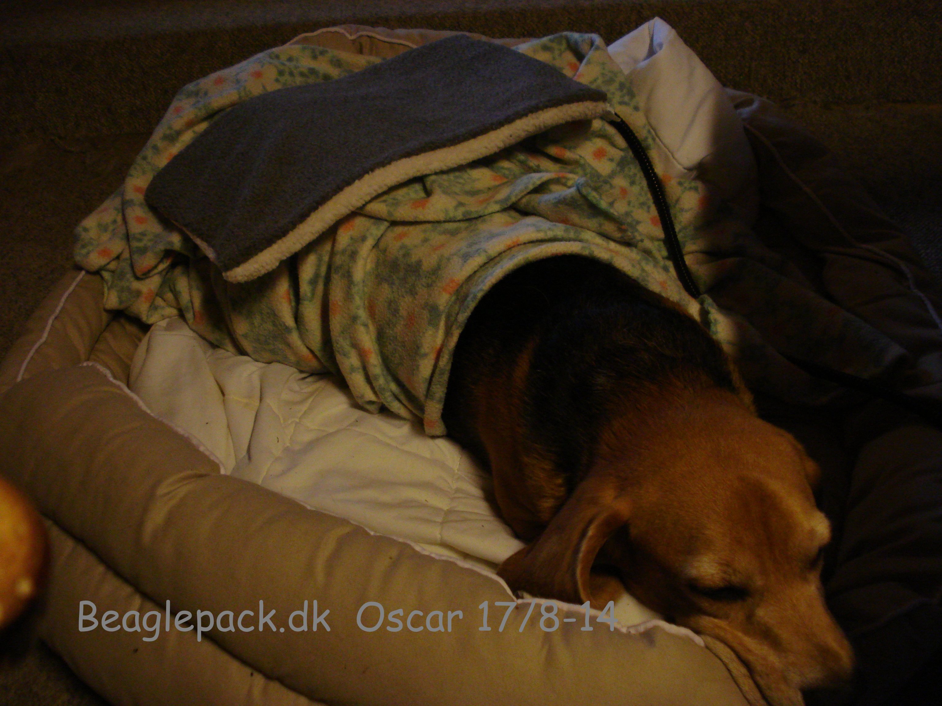 Oscar i hvile og med varmepuden på ryggen