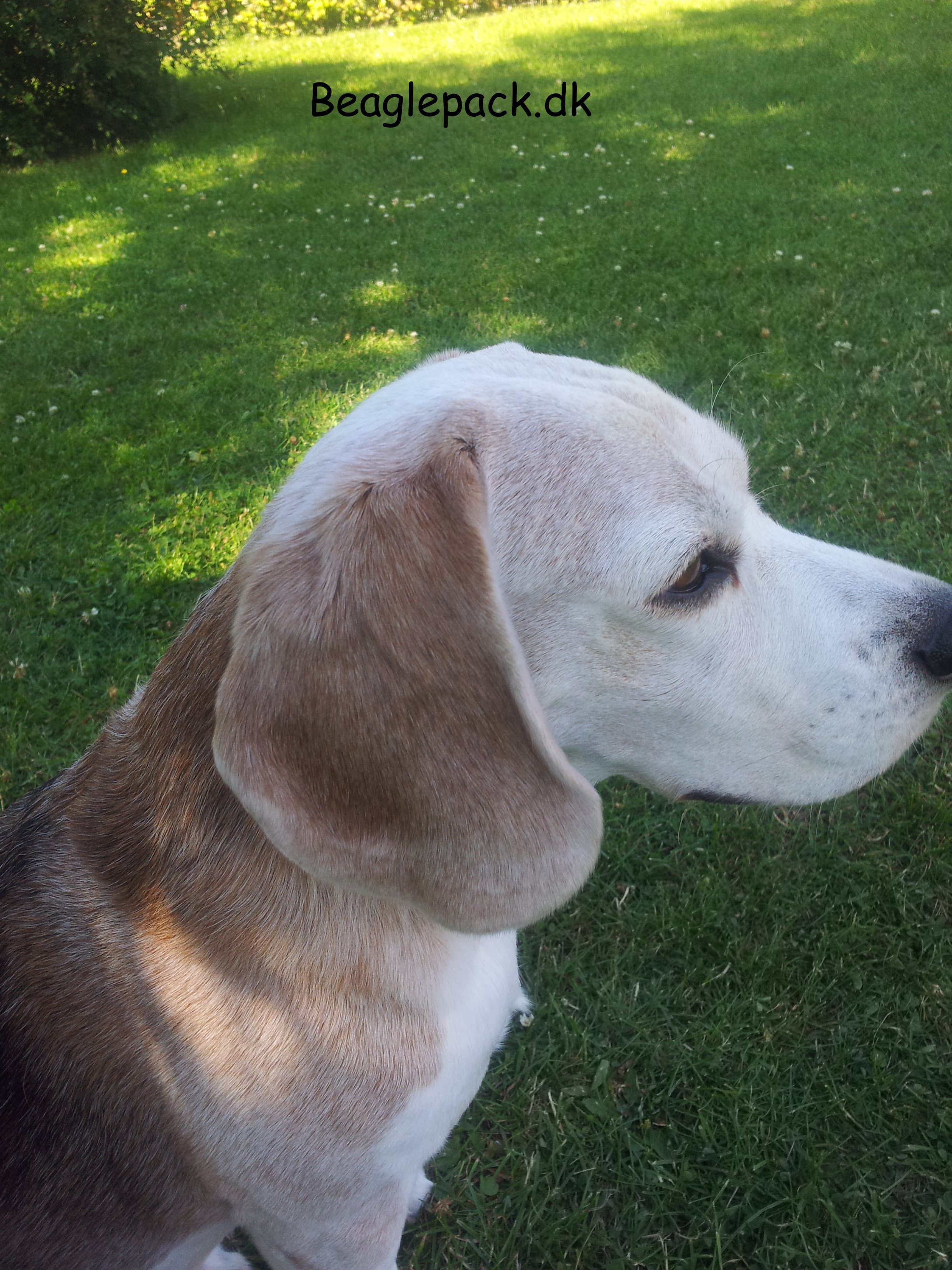 Charlie sommeren 2014