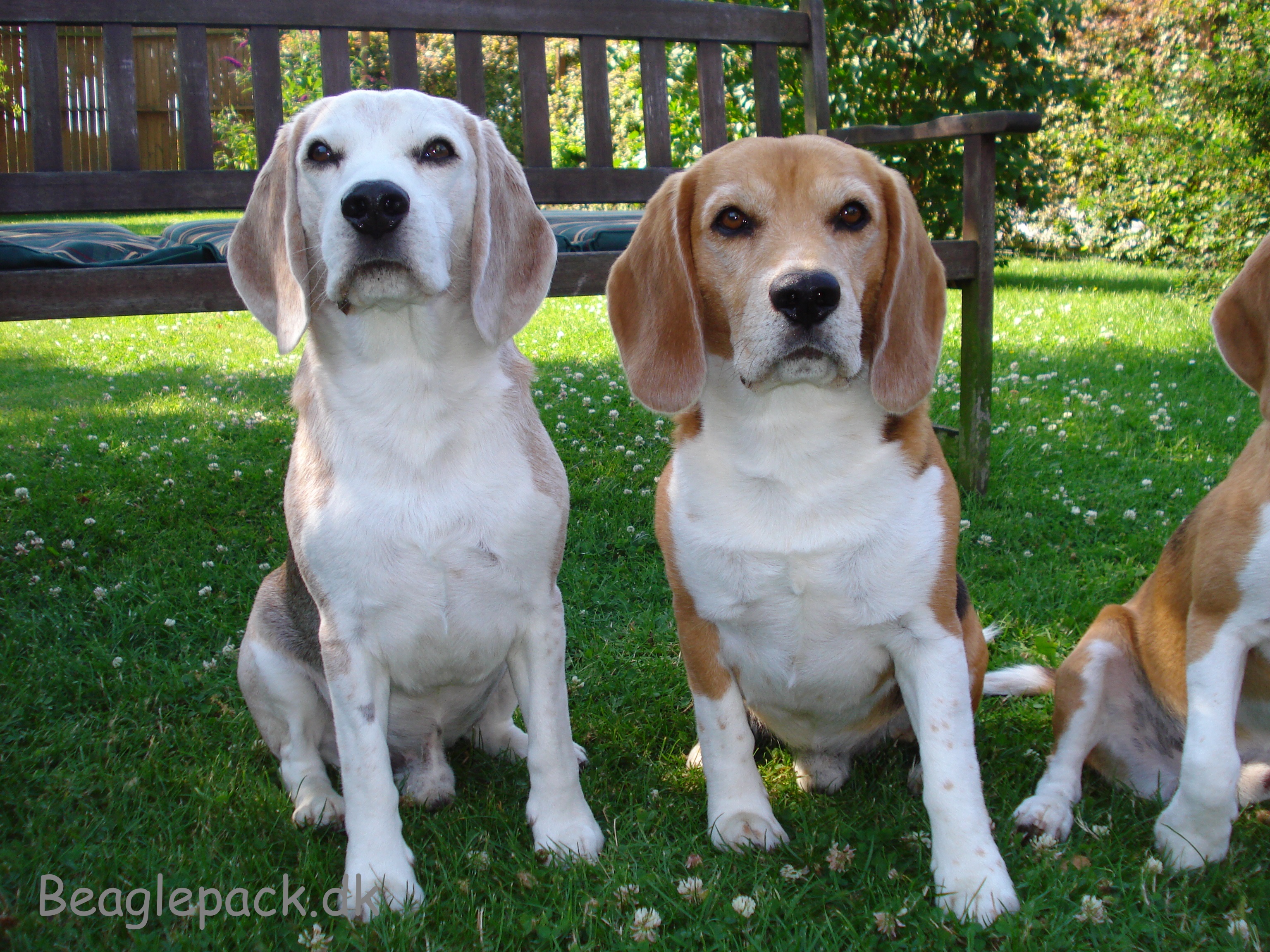 Charlie (ve) Oscar (hø) læg mærke til deres "hængeflapper"