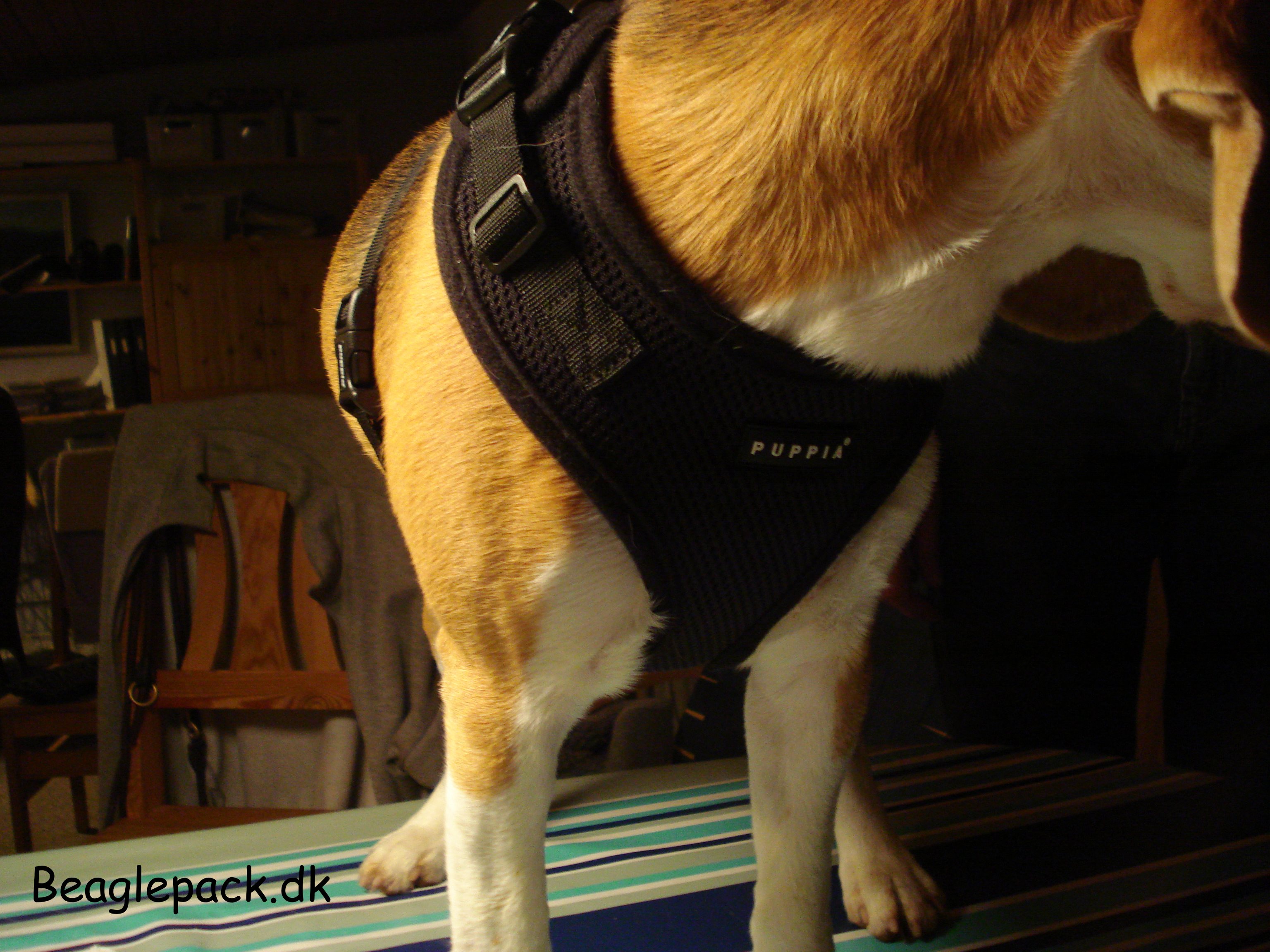 Darwin puppia