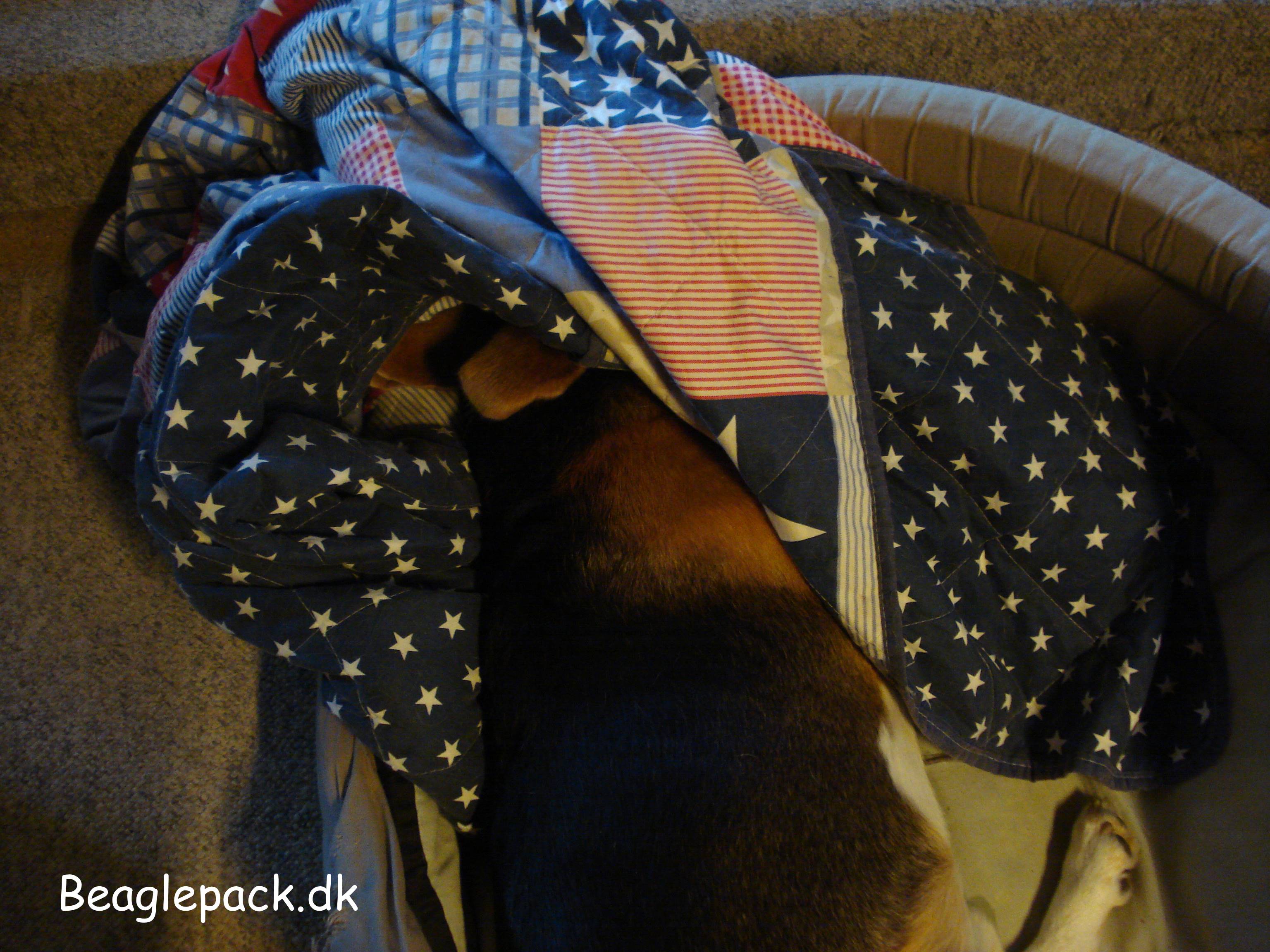 En slatten beagle