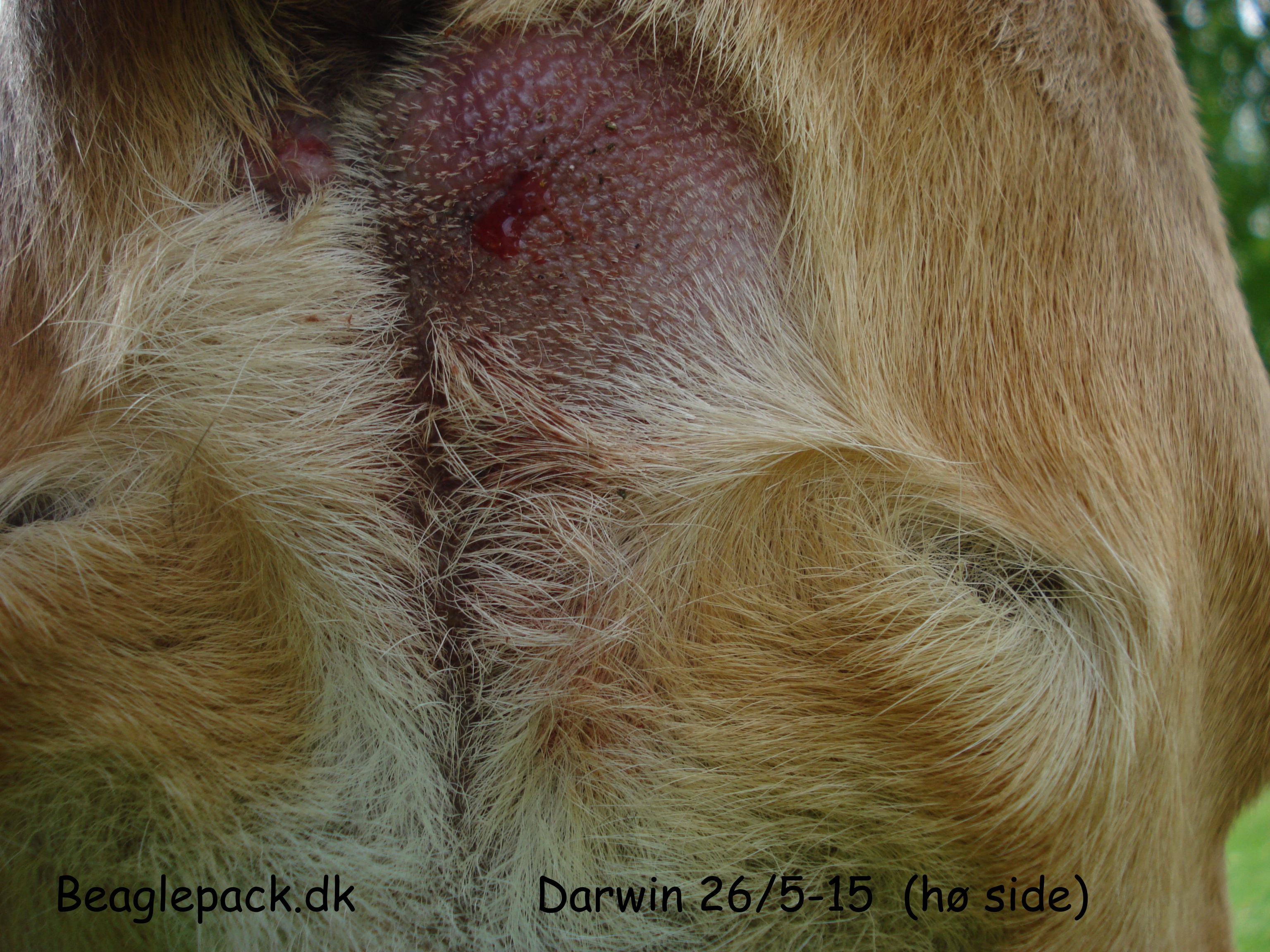Darwin hø side 26/5-15