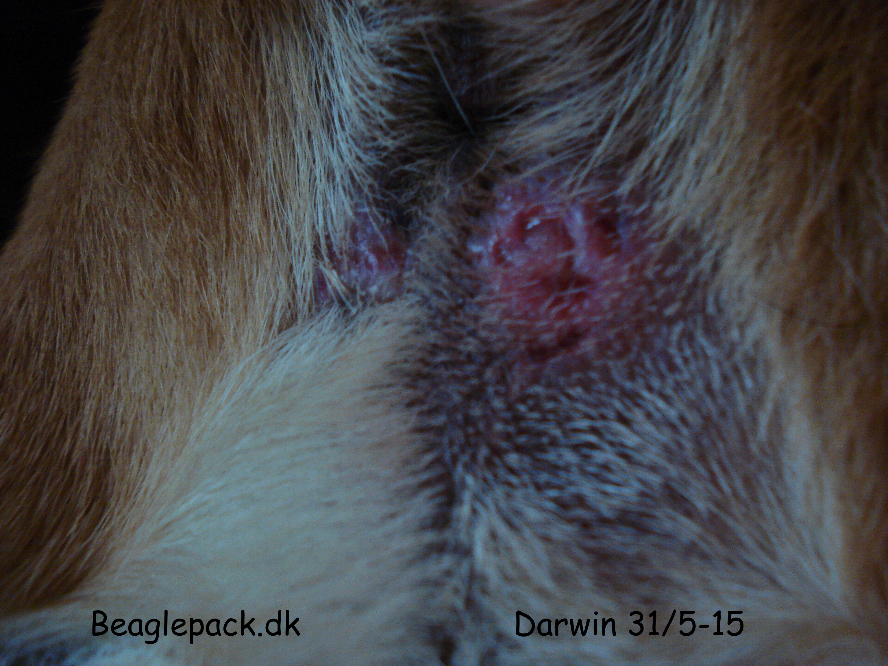 Darwin 31/5-15