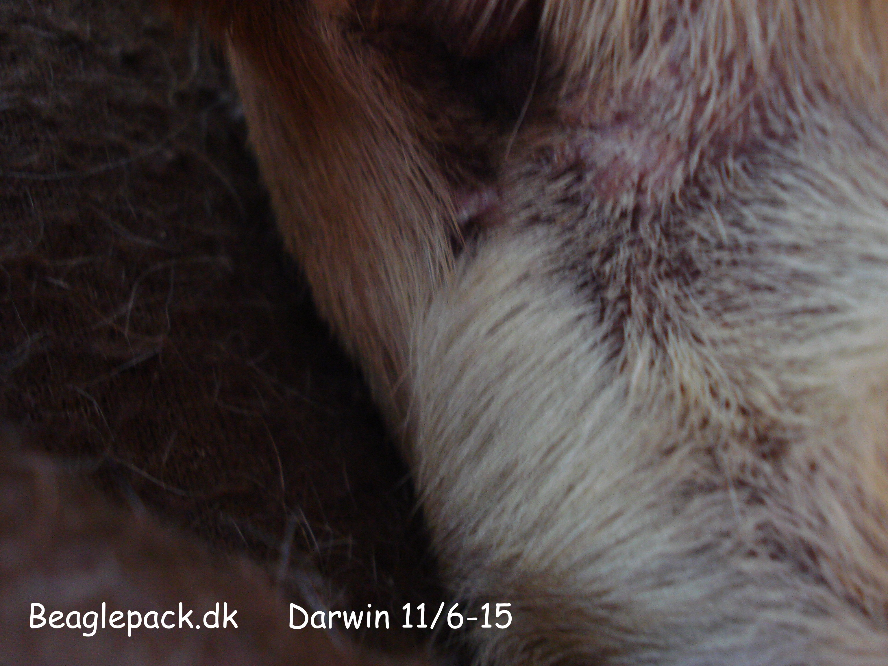 Darwin 11/6-15