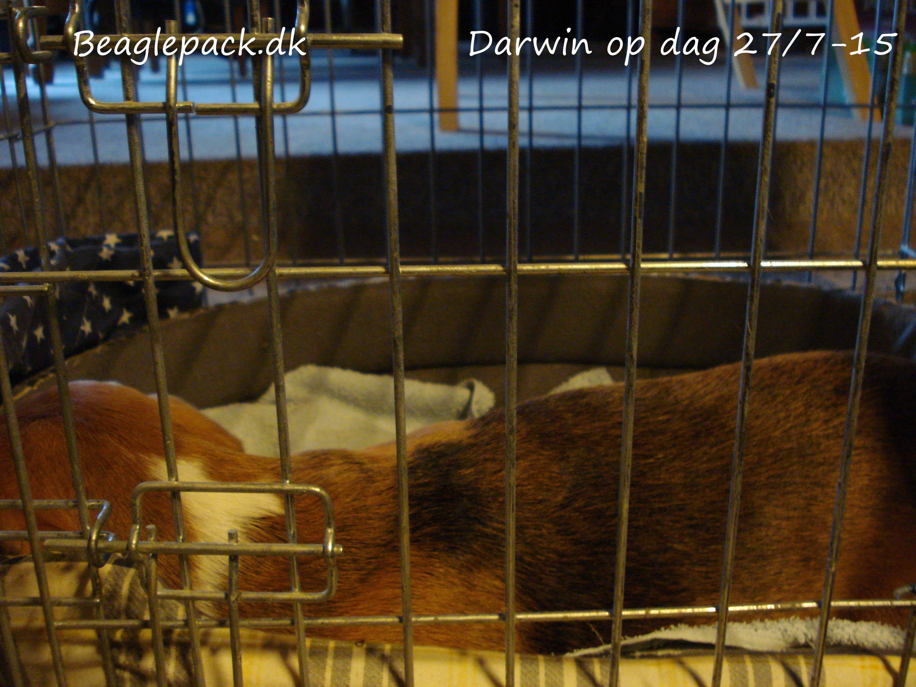 Darwin