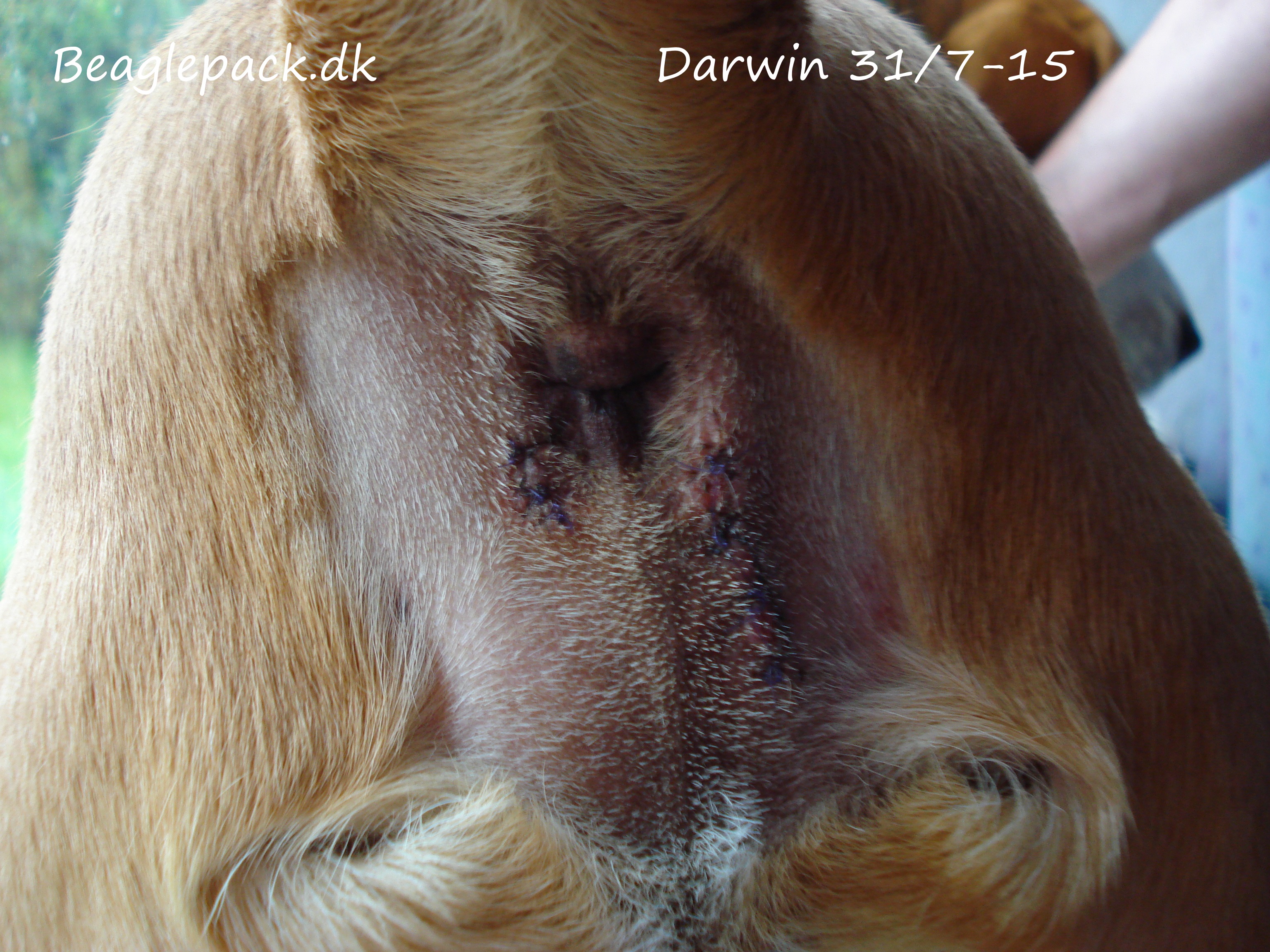 Darwins sår 31/7-15