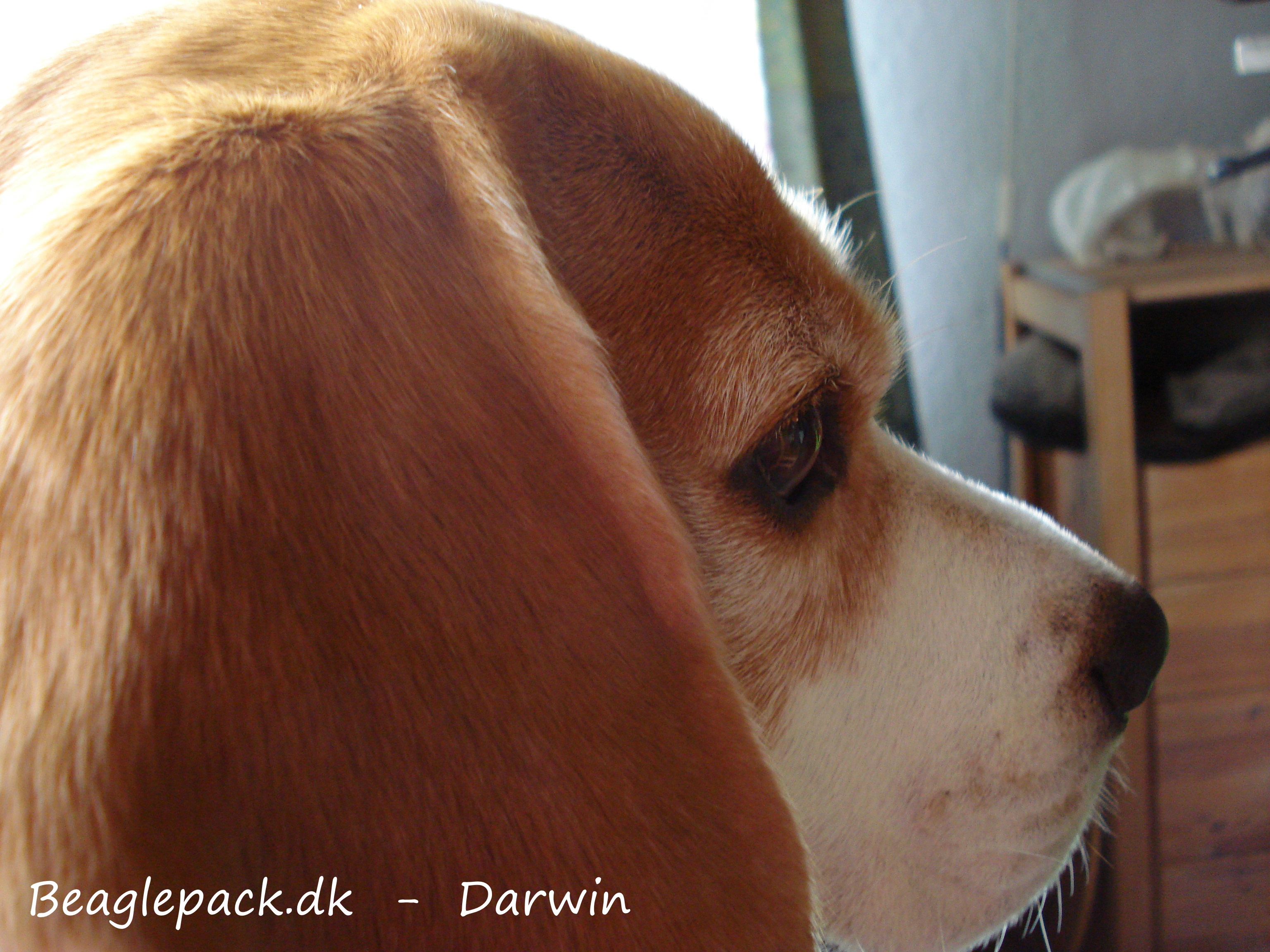 Fornærmet Darwin