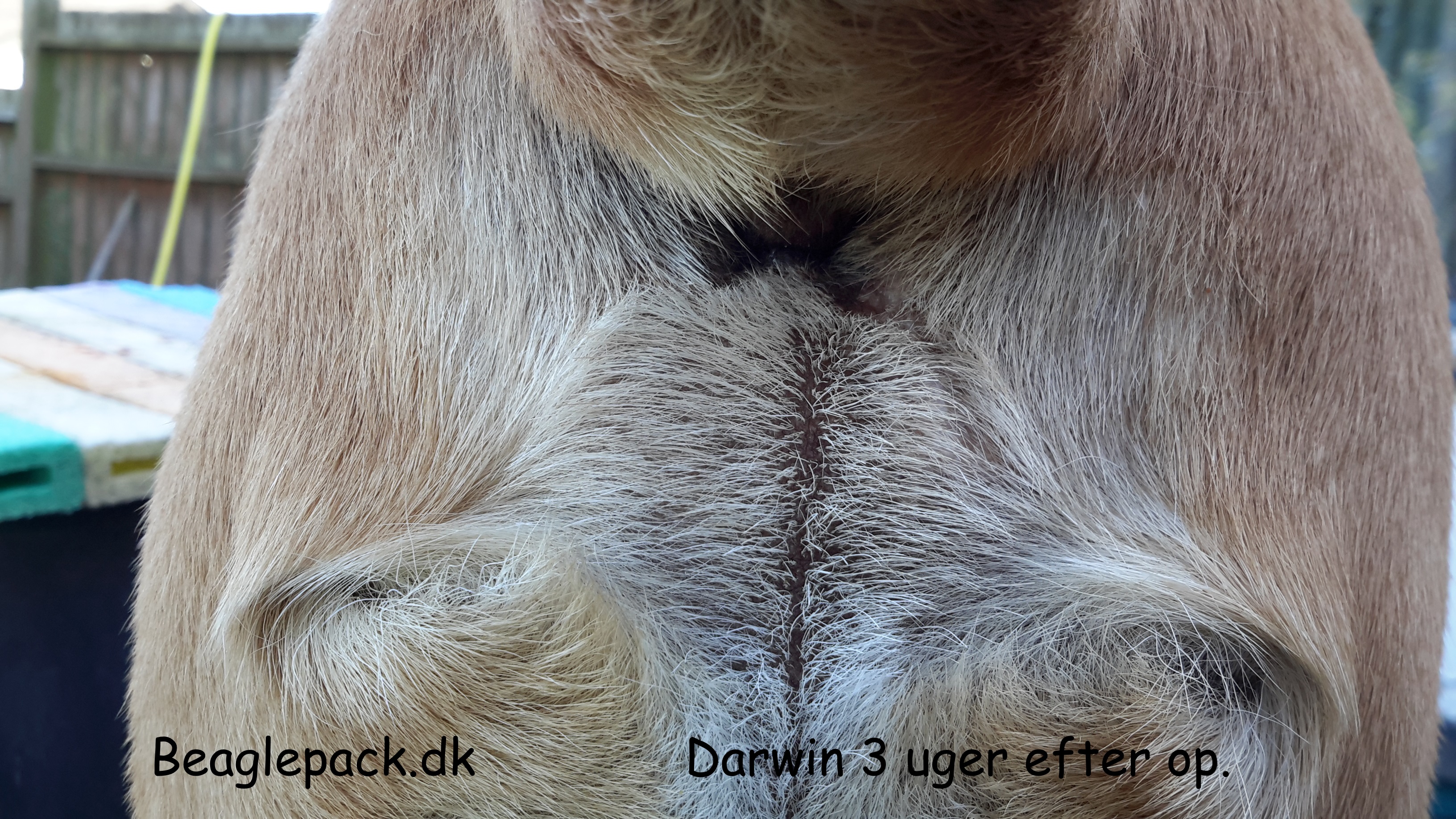 3 uger efter op - Darwin
