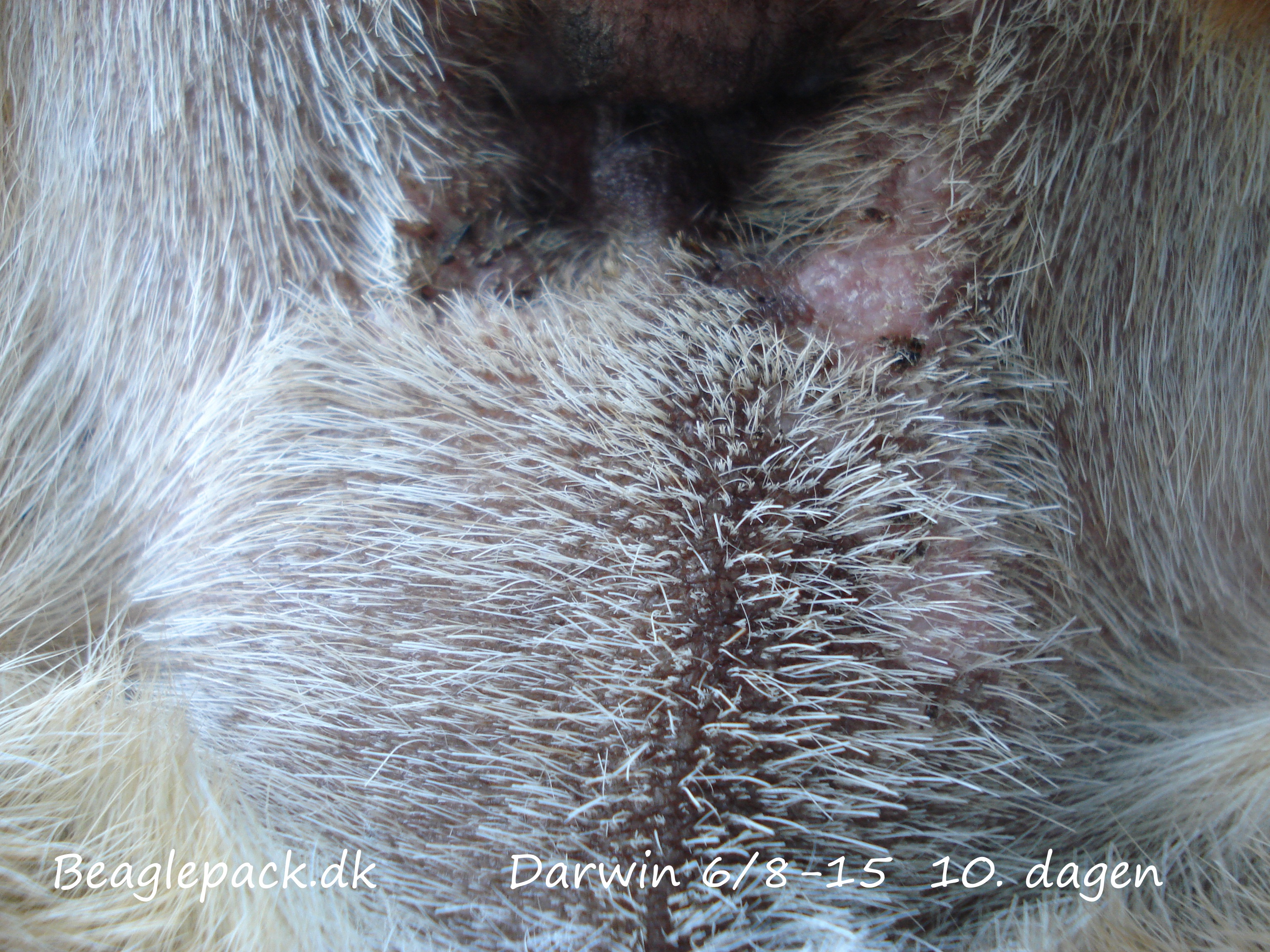 Darwin 10. dagen efter operationen 