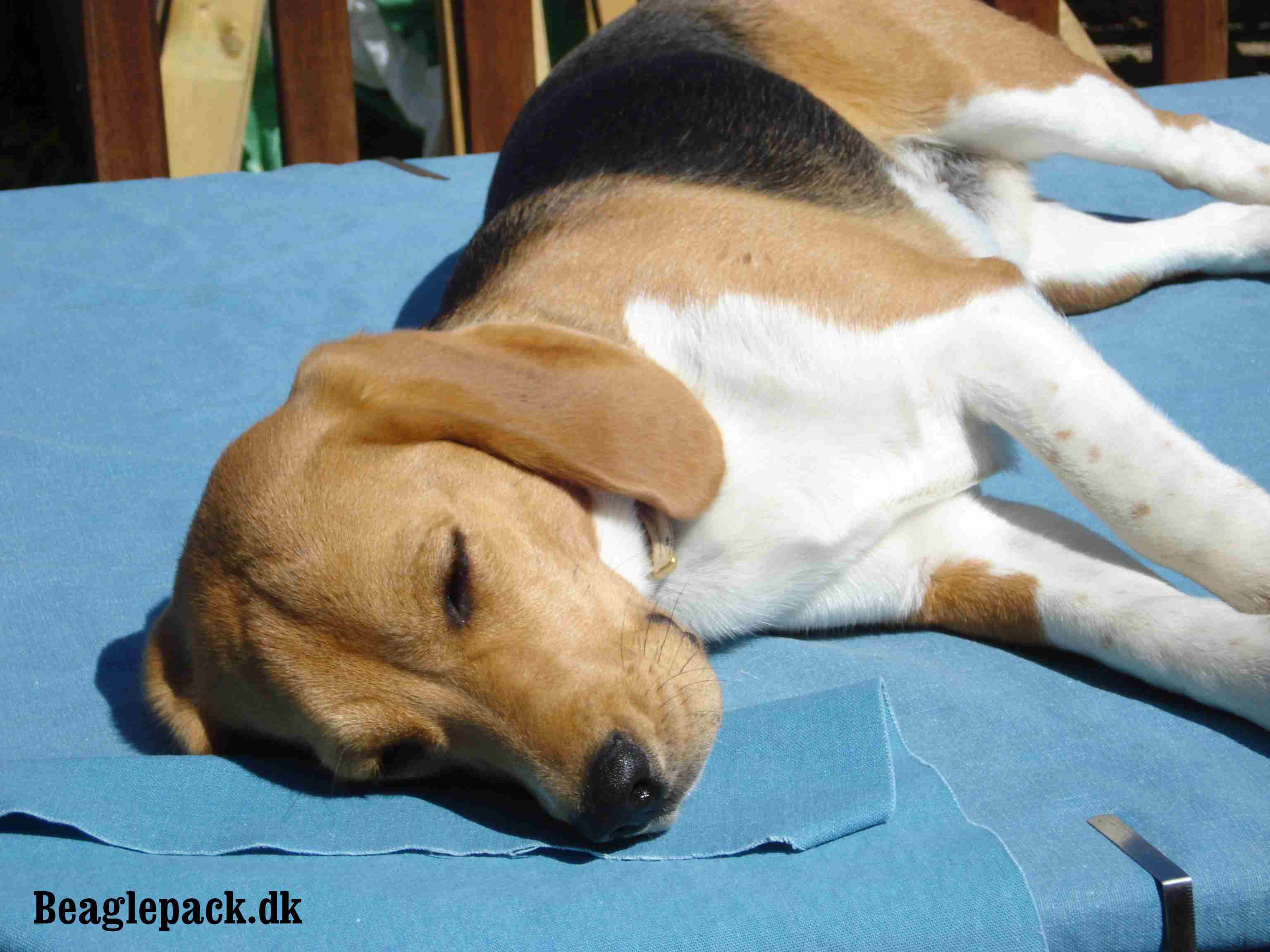 Oscar sommeren 08