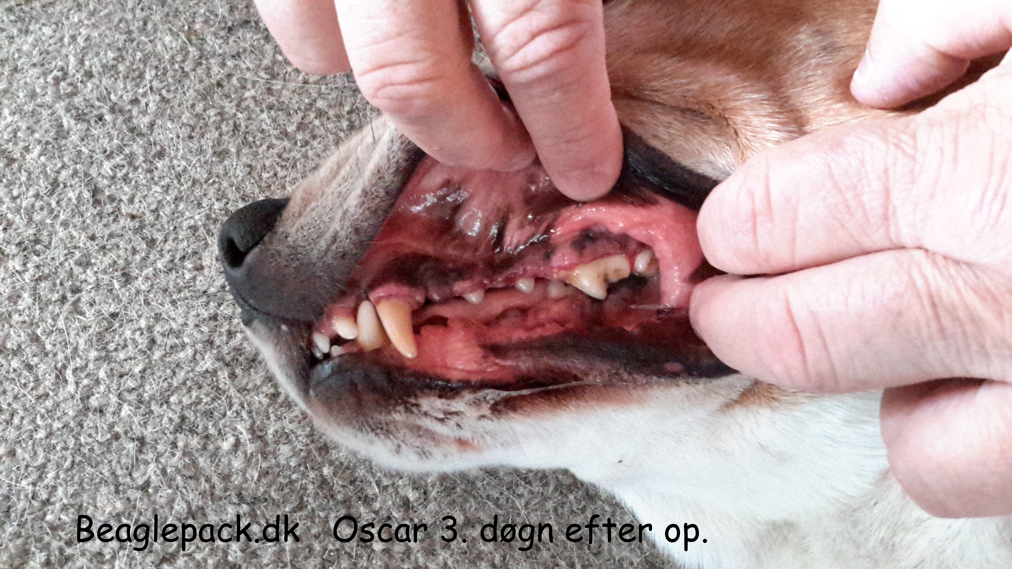Oscar 3. døgn efter epulis op.