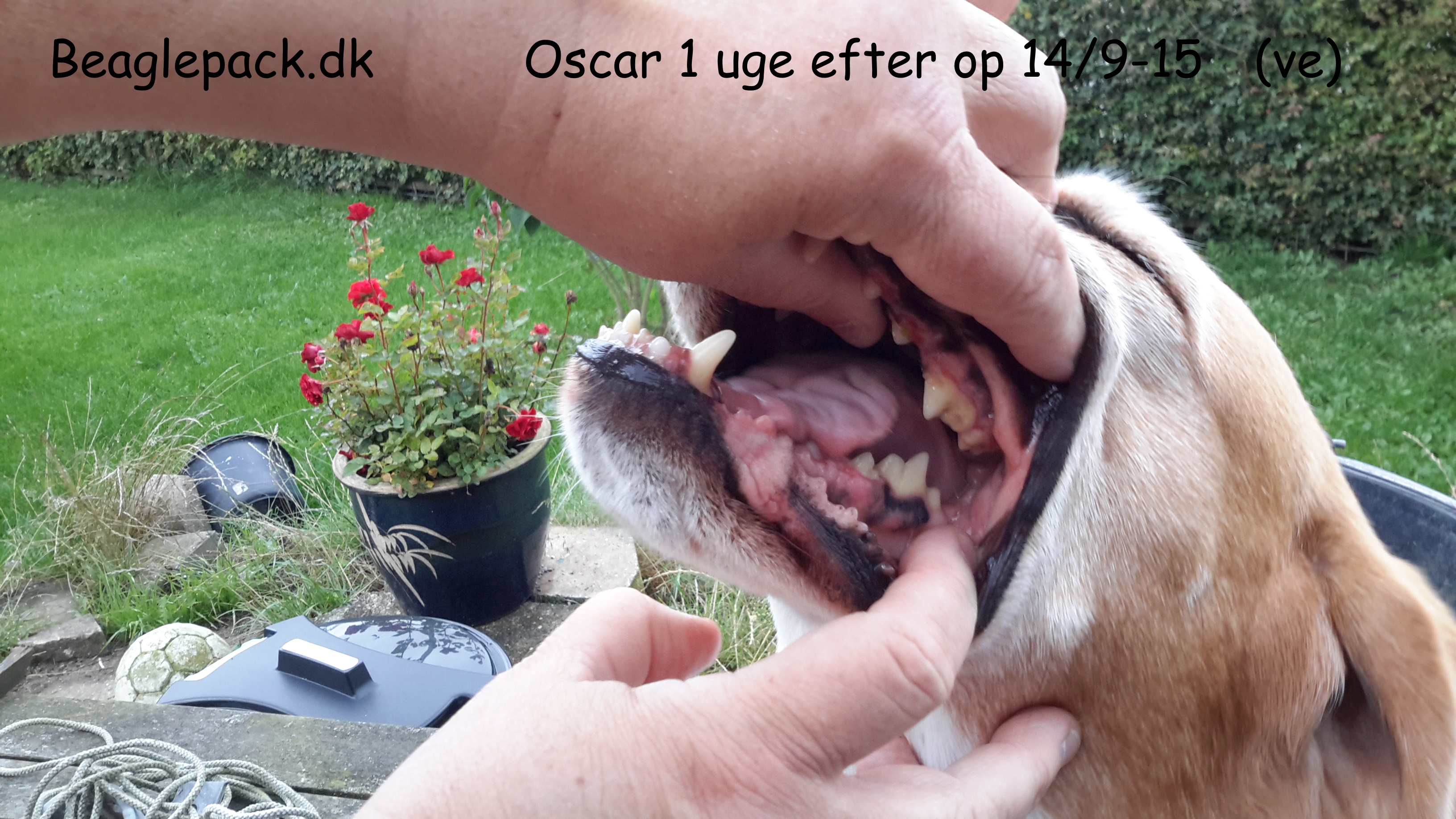Oscar 1 uge efter op