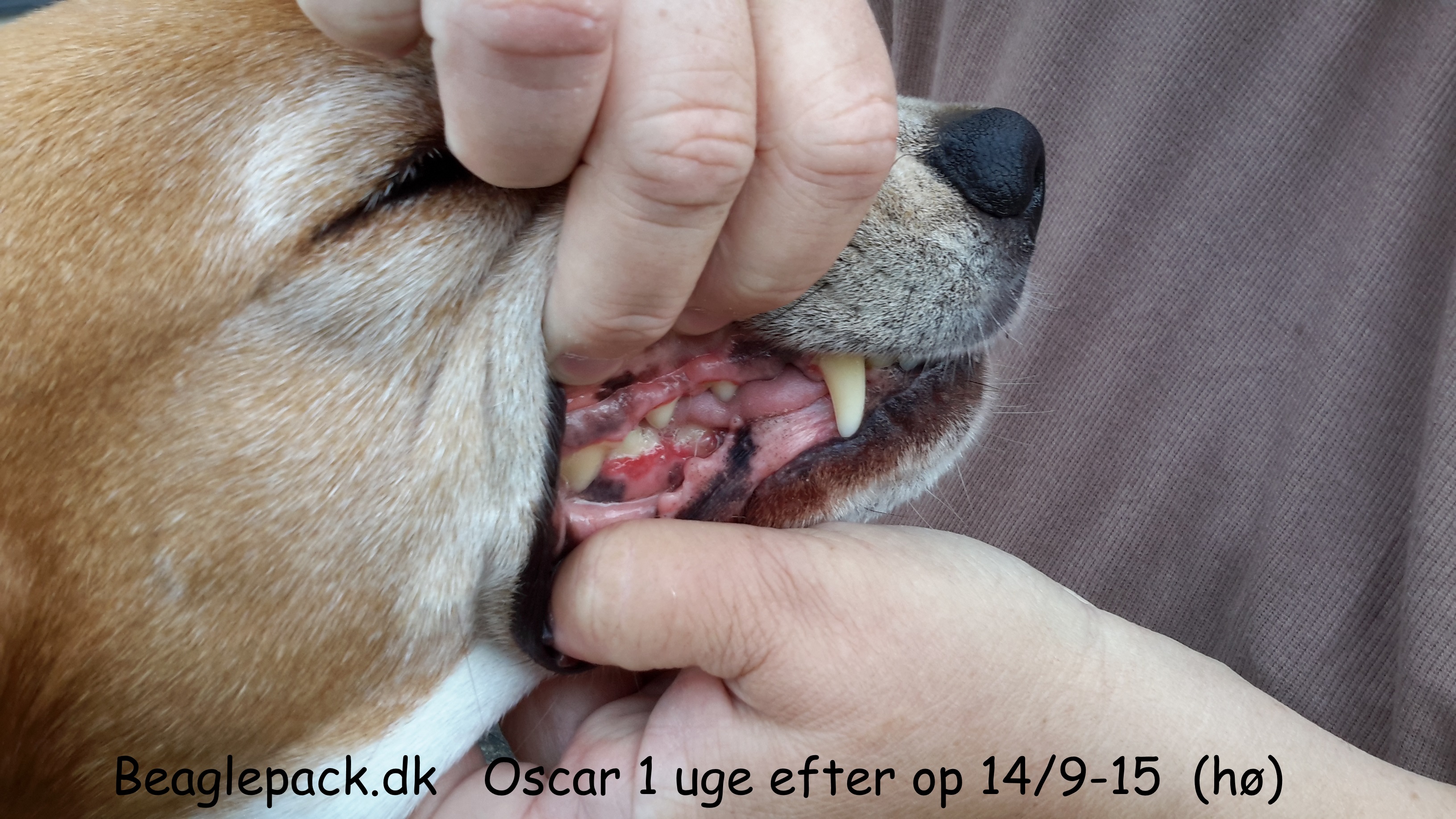 Oscar 1 uge efter op