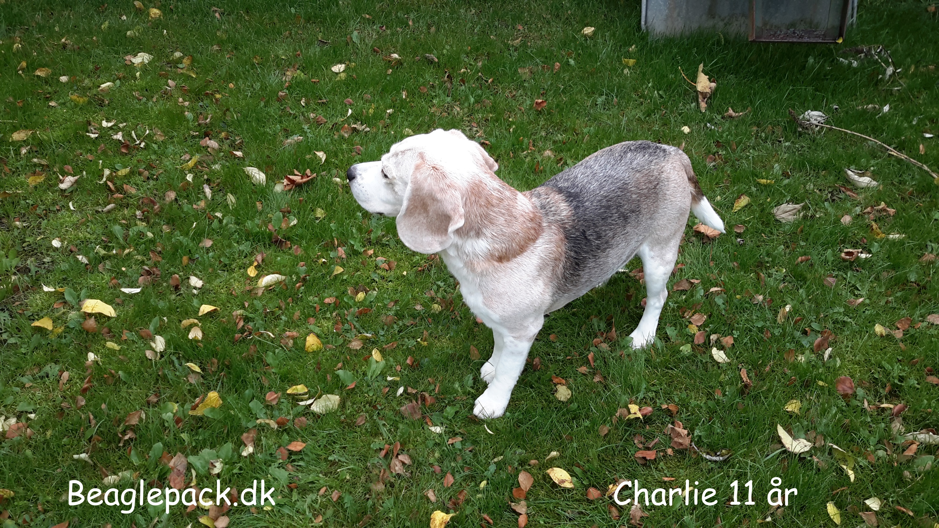 Charlie