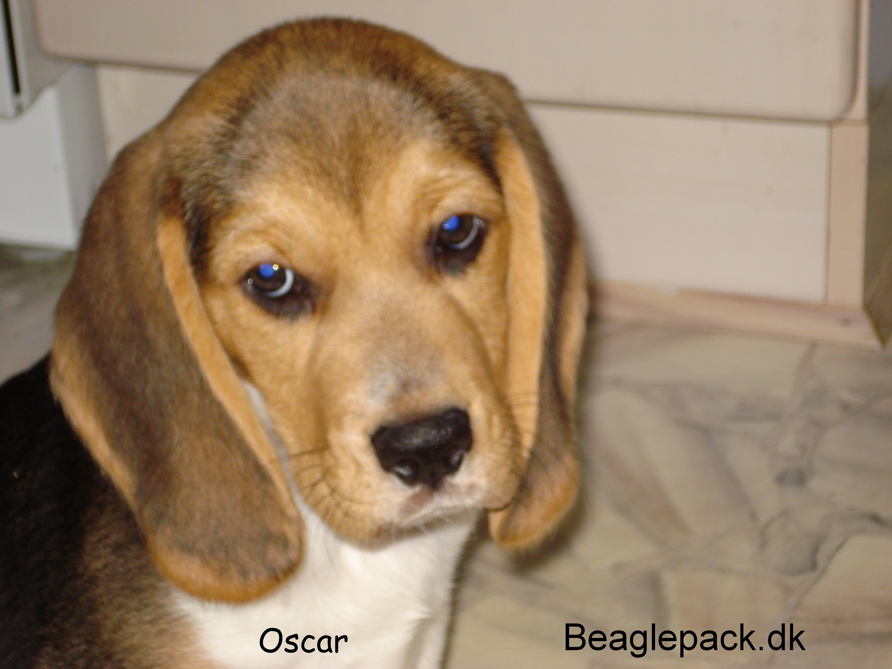 Oscar hvalp