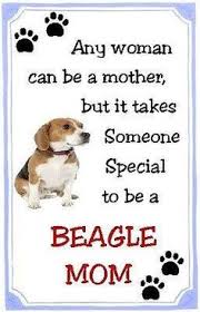 anywomanbeagle
